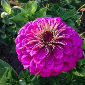 Dahlia Çiçekli Violet Quen Zinya Çiçeği Tohumu(40 tohum) - 5