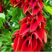 Erythrina Crista Galli Mercan Ağacı Fidanı Özel Çeşit(20-40 cm) - 2