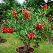 Erythrina Crista Galli Mercan Ağacı Fidanı Özel Çeşit(20-40 cm) - 3