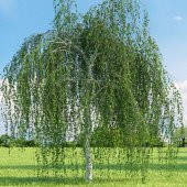 Tüplü Betula Alba Huş Ağacı Fidanı - 3