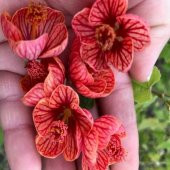 Saksıda Somon Renkli Sultana Nadir Abutilon Çiçeği Fidanı(60-100 cm - 3