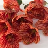 Saksıda Somon Renkli Sultana Nadir Abutilon Çiçeği Fidanı(60-100 cm - 5