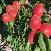 Tüplü Yüksek Verimli Zaiges Red Kırmızı Kayısı Fidanı - 5