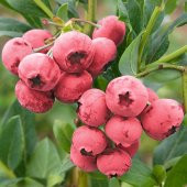 Tüplü Nadir Pink Lemonede Pembe Yaban Mersini Fidanı Seneye Meyve Verir - 1