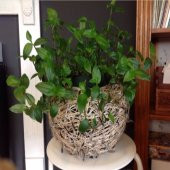 Tradescantia Albiflora Telgraf Çiçeği Fidesi(3 adet) thumbnail 1