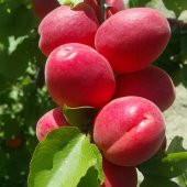 Tüplü Yüksek Verimli Zaiges Red Kırmızı Kayısı Fidanı - 1