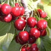 Tüplü Yarı Bodur Lorry Bloom Kiraz Fidanı - 3