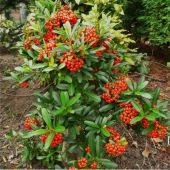 Tüplü Bodur Ateşdikeni Fidanı Bonsai İçin Uygun Bitki thumbnail 4