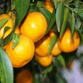 Tüplü Çekirdeksiz Soğuklara Dayanıklı Yarı Bodur Geleneksel Kokulu Bodrum Mandalinası Fidanı - 8