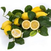 İri Meyveli Uzun Zagara Bianca Limon Fidanı - 7