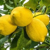 İri Meyveli Uzun Zagara Bianca Limon Fidanı - 9
