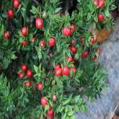 Tüplü Ruscus Aculeatus Kokina Tavşan Memesi Bitkisi Fidanı - 1