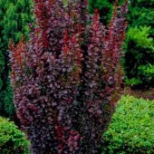 Tüplü Rocket Berberis Fidanı Kadın Tuzluğu Fidanı - 4