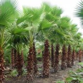 Tüplü Washingtonia Robusto Palmiye Ağacı Fidanı (30-50 cm) - 1