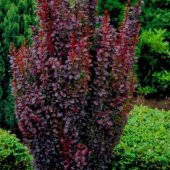Tüplü Rocket Berberis Fidanı Kadın Tuzluğu Fidanı - 7