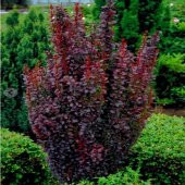 Tüplü Rocket Berberis Fidanı Kadın Tuzluğu Fidanı - 8