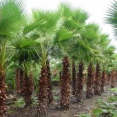 Tüplü Washingtonia Robusto Palmiye Ağacı Fidanı (30-50 cm) - 6