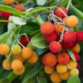 Tüplü Kocayemiş (Dağ Çileği) Fidanı (30-50 cm) 5 Adet thumbnail 1