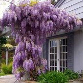 Tüplü Yoğun Kokulu Wisteria Sinensis Mor Salkım Fidanı (70-100 cm) - 3