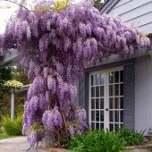 Tüplü Yoğun Kokulu Wisteria Sinensis Mor Salkım Fidanı (70-100 cm) - 5