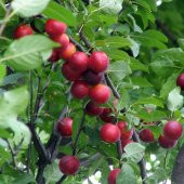 Tüplü Cherry Plum Nadir Mini Meyveli Kiraz Eriği Fidanı - 6