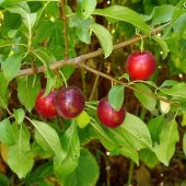Tüplü Cherry Plum Nadir Mini Meyveli Kiraz Eriği Fidanı - 7
