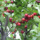 Tüplü Cherry Plum Nadir Mini Meyveli Kiraz Eriği Fidanı - 8