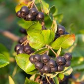 Viking Siyah Aronya Aronia Chokeberry Fidanı - 4