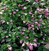 Nadir Kalp Şeklinde Yakrakları Olan Actinidia Kolomikta Arctic Kivi Sarmaşığı Çiçeği Tohumu (10 tohum) thumbnail 8