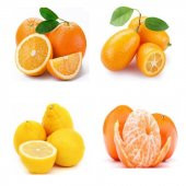 Bodur Narenciye Fidanı Paketi(Kamkat-Portakal-Limon-Mandalin) - 7