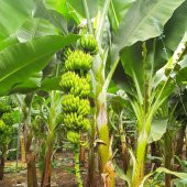 Tüplü Yüksek Verimli Bodur Azman Muz Fidanı thumbnail 4