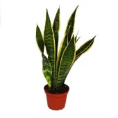 Gece Oksijen Veren Sansevieria Trifasciata Yeşil Beyaz Paşa Kılıcı Mini Saksıda - 1