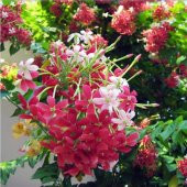 Quisqualis İndica Yoğun Kokulu Bindallı Sarmaşığı Fidanı (100-150 cm) thumbnail 1