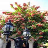 Quisqualis İndica Yoğun Kokulu Bindallı Sarmaşığı Fidanı (100-150 cm) thumbnail 3