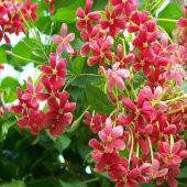 Quisqualis İndica Yoğun Kokulu Bindallı Sarmaşığı Fidanı (100-150 cm) thumbnail 4