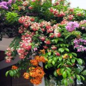 Quisqualis İndica Yoğun Kokulu Bindallı Sarmaşığı Fidanı (100-150 cm) thumbnail 6