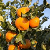 Tüplü Soğuklara Dayanıklı Erkenci Dobashi Beni Mandalina Fidanı - 7