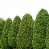 Doğal Mazı Tohumu (20 tohum) thumbnail 1