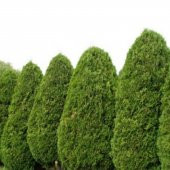 Doğal Mazı Tohumu (20 tohum) thumbnail 3