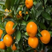 Tüplü Soğuklara Dayanıklı Satsuma Rize Mandalinası Fidanı - 6