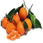 Tüplü Soğuklara Dayanıklı Satsuma Rize Mandalinası Fidanı - 7