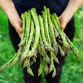 Doğal Kuşkonmaz  Fidesi (5 adet) thumbnail 8