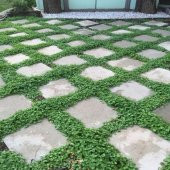 Dona Dayanıklı Dichondra Repens Fare Kulağı Tohumu(100 tohum) - 4