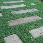 Dona Dayanıklı Dichondra Repens Fare Kulağı Tohumu(100 tohum) - 6