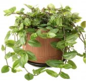 Tradescantia Flumensis Telgraf Çiçeği Fidesi(5 adet) - 1