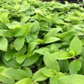 Tradescantia Flumensis Telgraf Çiçeği Fidesi(5 adet) - 2