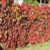 Tüplü Amerikan Sarmaşığı Fidanı (90-120cm) thumbnail 8