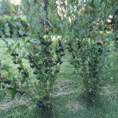 Siyah Aronya Aronia Chokeberry Fidanı (60-100 cm) - 1