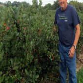 Siyah Aronya Aronia Chokeberry Fidanı (60-100 cm) - 4