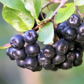 Siyah Aronya Aronia Chokeberry Fidanı (60-100 cm) - 11